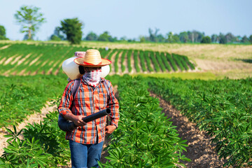 Fototapeta premium Thai farmers are sowing fertilizer with sprayers in rural Thai cassava fields.