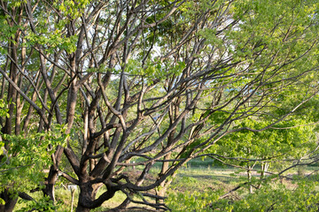 朝陽を浴びる木