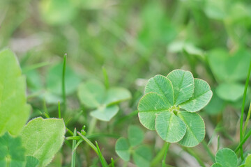 六つ葉のクローバー / Six Leaf Clover