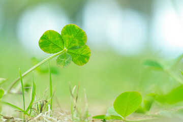 四つ葉のクローバー / Four Leaf Clover