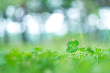 四つ葉のクローバー / Four Leaf Clover