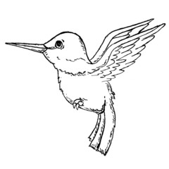 Humming bird sketch on white background