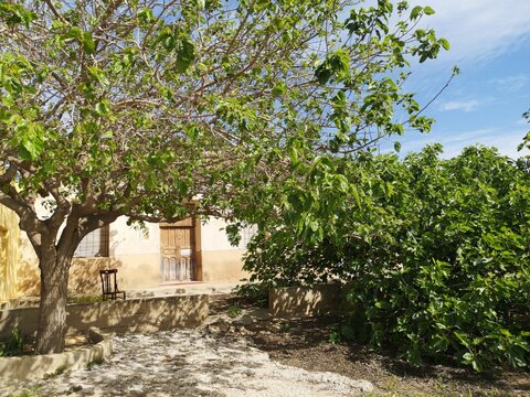 bauernhof spanien mit gro&szlig;em feigenbaum im fr&uuml;hling