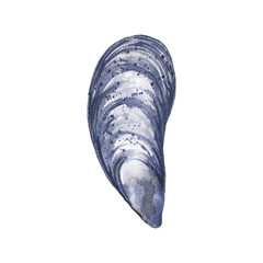 Watercolor illustrated edible mussel © darina.ill