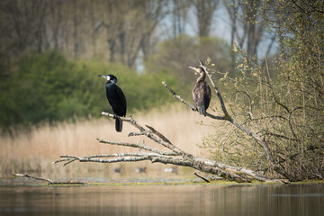 2 cormorants perch on the branches of a tree close above a lake
