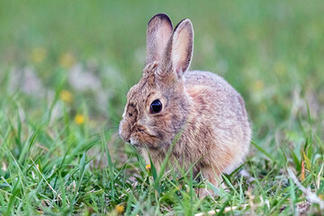 Naklejka na ściany i meble A wild bunny eating grass in a yard in suburban Colorado.