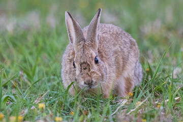 A wild bunny eating grass in a yard in suburban Colorado.