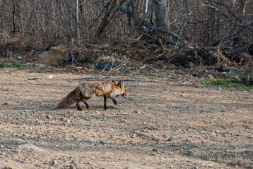 Obraz premium The fox runs away with a sausage in the tooth. Wild foxes.