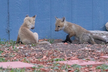 A litter of wild fox pups playing together outside their den in suburban Colorado.