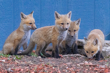 A litter of wild fox pups playing together outside their den in suburban Colorado.