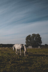 Beautiful white horse grazing on field in summer day