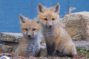 A litter of wild fox pups playing together outside their den in suburban Colorado.