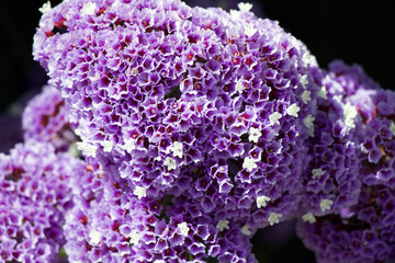 Perez's Sea Lavender, Limonium perezii, Limonium Species, Seafoam Statice