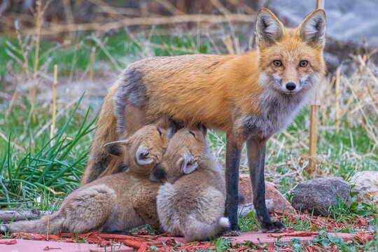 A wild female fox nurses her young fox pups in the suburbs of Colorado.