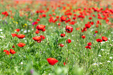 View of a meadow with red poppies and white daisies. Selective Focus