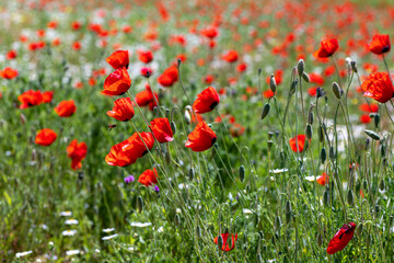 View of a meadow with red poppies and white daisies. Selective Focus