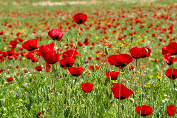 Obraz premium View of a meadow with red poppies and white daisies. Selective Focus