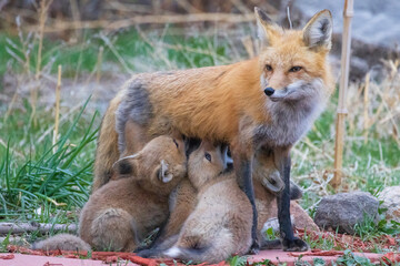 Naklejka na ściany i meble A wild female fox nurses her young fox pups in the suburbs of Colorado.