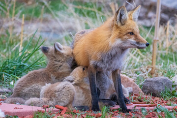 A wild female fox nurses her young fox pups in the suburbs of Colorado.