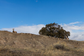 A bighorn sheep relaxes by a tree at Badlands National Park in South Dakota