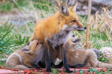 Naklejka na ściany i meble A wild female fox nurses her young fox pups in the suburbs of Colorado.