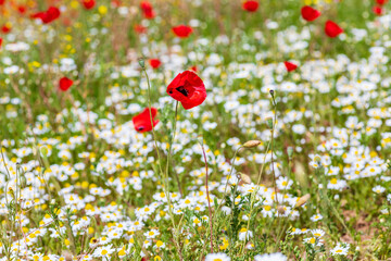 View of a meadow with red poppies and white daisies.
