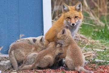 A wild female fox nurses her young fox pups in the suburbs of Colorado.