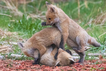 A litter of wild fox pups playing together outside their den in suburban Colorado.