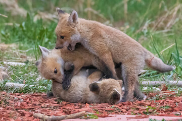 A litter of wild fox pups playing together outside their den in suburban Colorado.