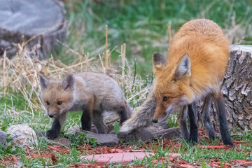 A wild female fox nurses her young fox pups in the suburbs of Colorado.