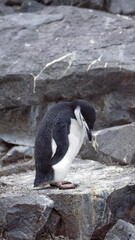 Chinstrap penguin (Pygoscelis antarcticus) on Half Moon Island, Antarctica