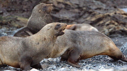 Antarctic fur seals (Arctocephalus gazella) on the beach on Half Moon Island, Antarctica
