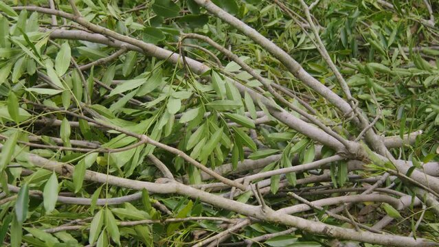 tree branches shrub pruning