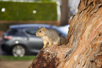 A red-haired gray squirrel sits on a tree in Los Angeles, California, USA