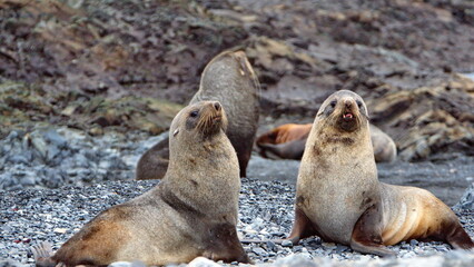 Naklejka premium Antarctic fur seals (Arctocephalus gazella) on the beach on Half Moon Island, Antarctica