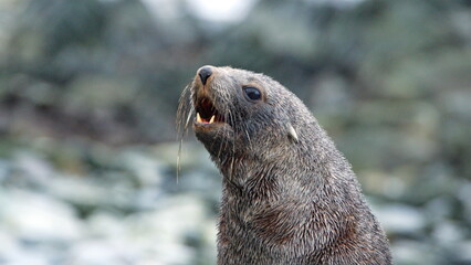 Close up of an Antarctic fur seal (Arctocephalus gazella) with its mouth open on Half Moon Island, Antarctica