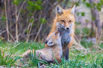 A wild female fox nurses her young fox pups in the suburbs of Colorado.