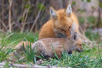 A wild female fox nurses her young fox pups in the suburbs of Colorado.