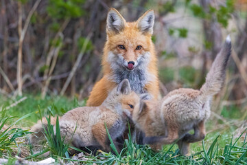 A wild female fox nurses her young fox pups in the suburbs of Colorado.