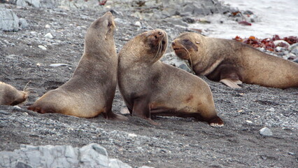 Naklejka premium Antarctic fur seals (Arctocephalus gazella) fighting on the beach on Half Moon Island, Antarctica