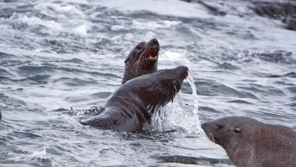 Antarctic fur seals (Arctocephalus gazella) fighting in the bay at Half Moon Island, Antarctica