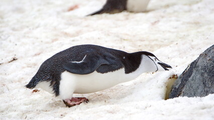 Fototapeta premium Chinstrap penguin (Pygoscelis antarcticus) in the snow on Half Moon Island, Antarctica