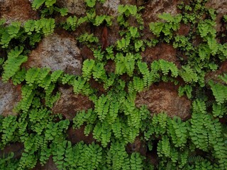Maidenhair fern on a wall, close-up view