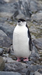 Fototapeta premium Chinstrap penguin (Pygoscelis antarcticus) on Half Moon Island, Antarctica