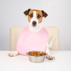 Dog jack russell terrier at the dinner table in a pink bib. 