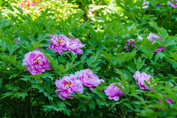Red peony flowers blooming in spring © guoquan