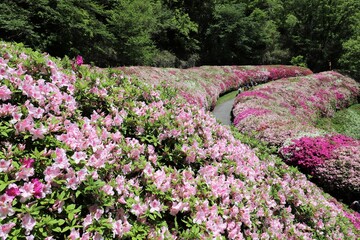 大阪府民の森　なるかわ園地のつつじ