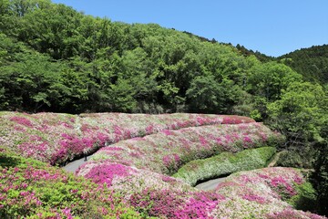 大阪府民の森　なるかわ園地のつつじ