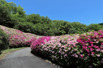 Fototapeta premium 大阪府民の森 なるかわ園地のつつじ