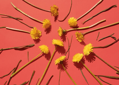 Dandelion flowers and grass om orange background. Minimal horizontal flat lay conposition, springtime decorative concept
